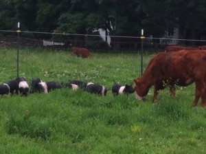 Pastured Pork at Stuart Family Farm