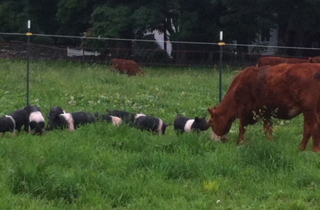 Pastured Pork at Stuart Family Farm